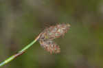 Southern umbrella sedge